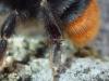 Bombus lapidarius